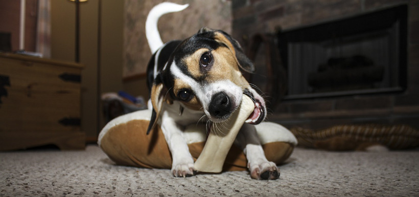 Hund gnager på ben